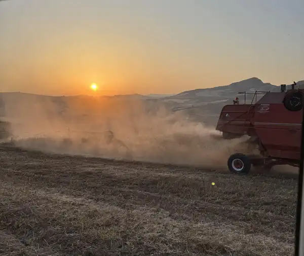 Grano e Legumi - RoccaCiniè Azienda Agricola