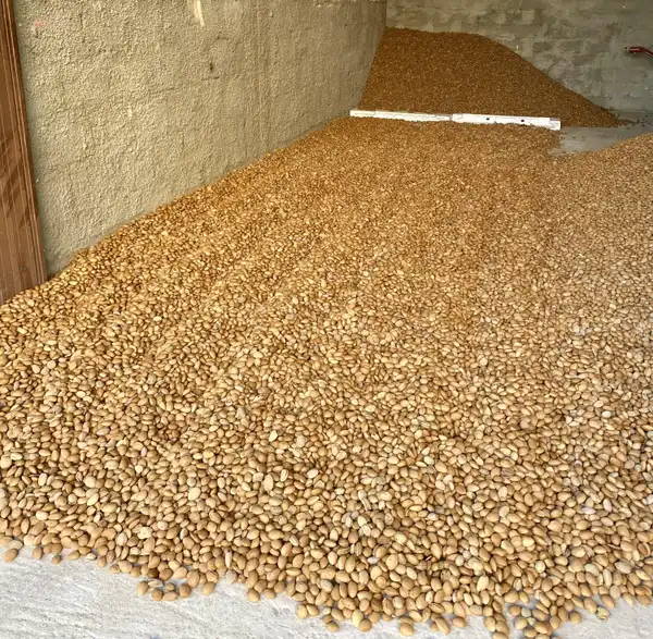 Mandorle - RoccaCiniè Azienda Agricola