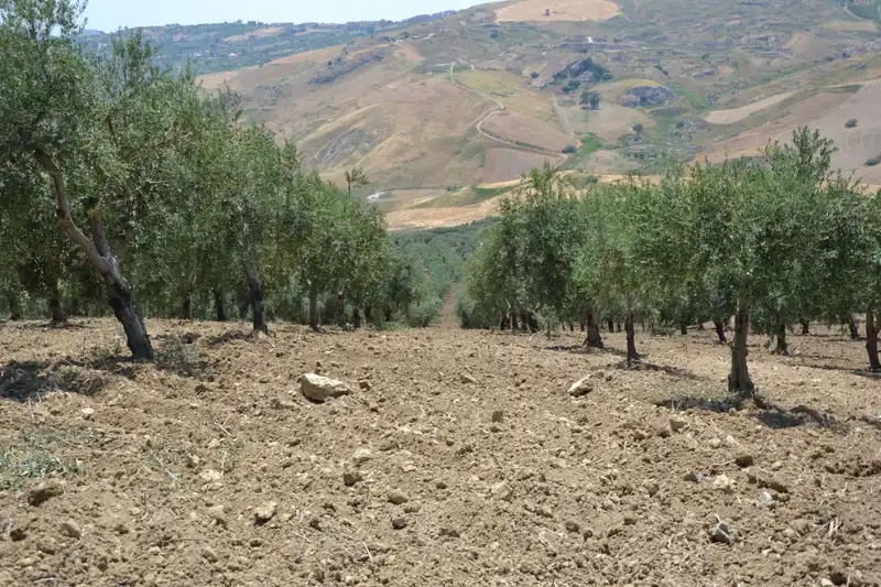 Dettaglio Olive