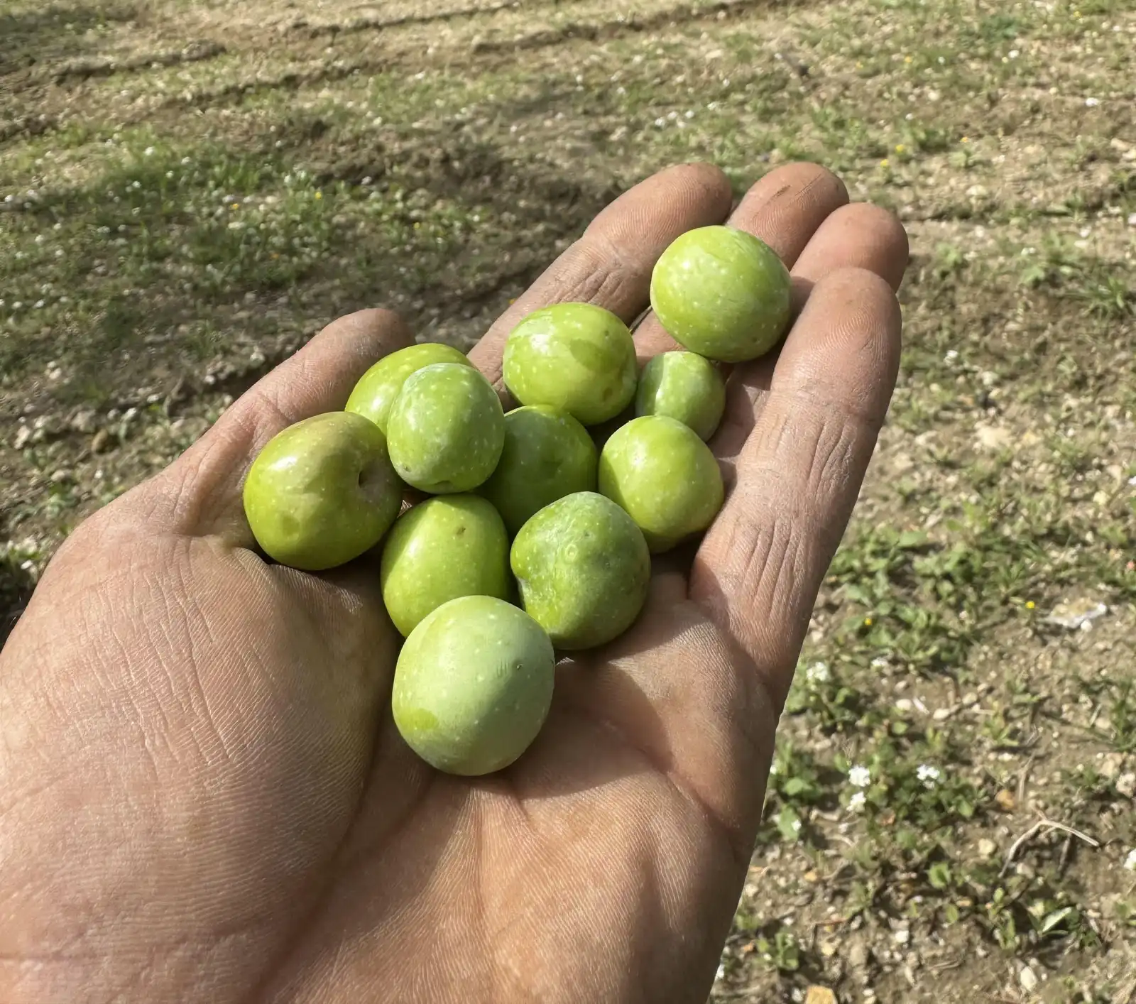 Oliveti RoccaCiniè