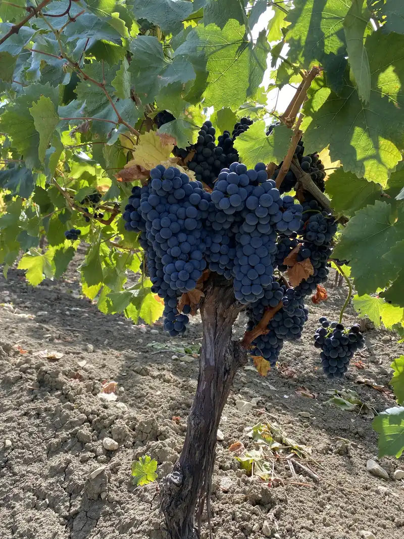 Uveti RoccaCiniè - Azienda Agricola Alessandria della Rocca