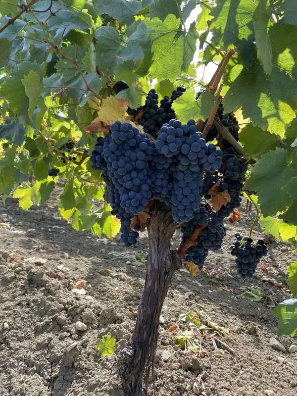 Uva da Tavola