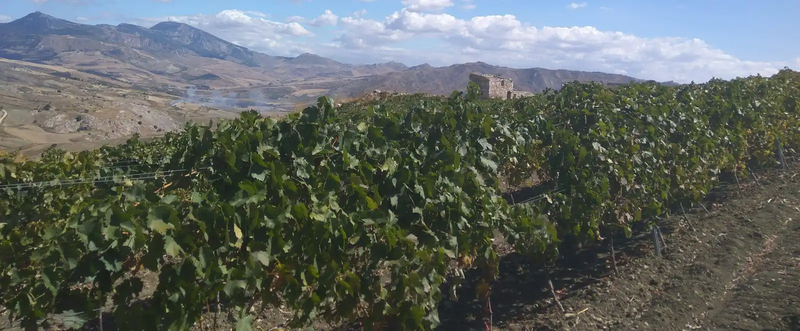 Sfondo Vino RoccaCiniè